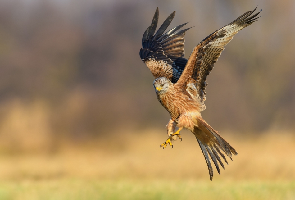 raftik - Kania Ruda, Red Kite (Milvus milvus) .... . Zdjęcie 323740