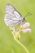 Niestrzęp głogowiec