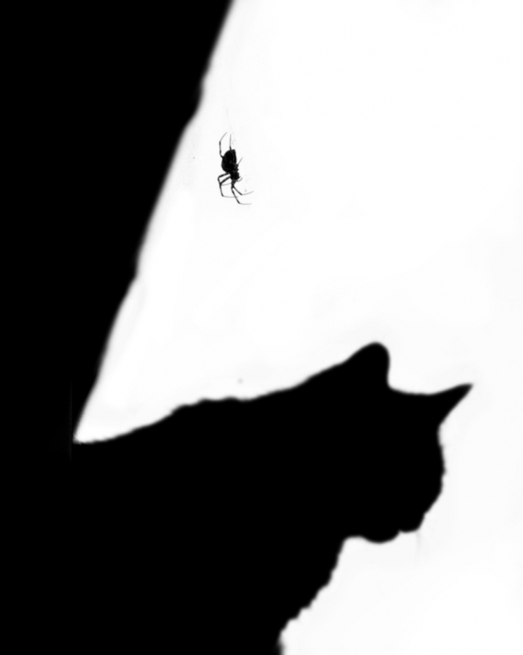 jurij - spidercat. . Zdjęcie 327360