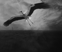 Fly Away