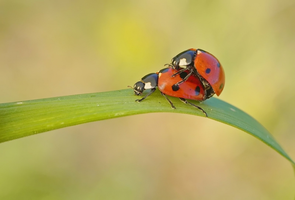 keni - Biedronki. PE. Zdjęcie 335439