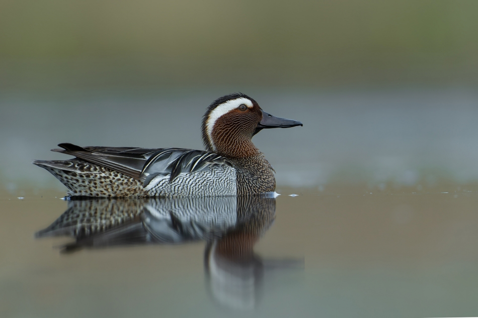 fotodam - Kaczorek. Cyranka. Zdjęcie 322633