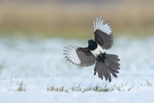 Sroka, Eurasian Magpie ...