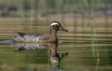 Cyranka