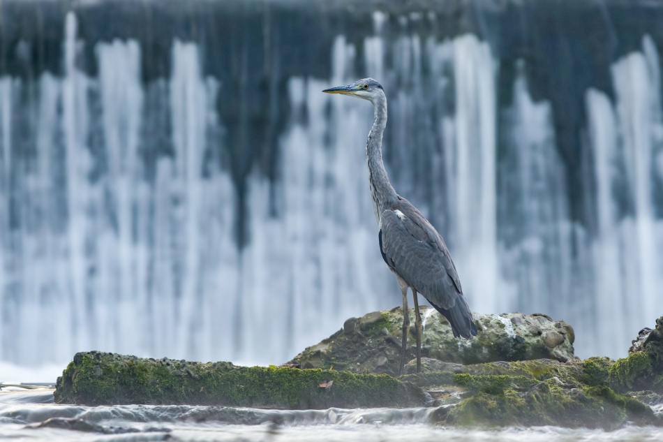 Wodospadu szum. Czapla siwa (Ardea cinerea) Przyroda naszego regionu-Skoczów. Sony ILCE-1+Sony SEL200600G FE 200-600mm f/5.6-6.3 G OSS Przysłona: F/8,0-Czas ekspozycji-1/8 s; ISO-100-Ogniskowa-600 mm.. Zdjęcie 334610