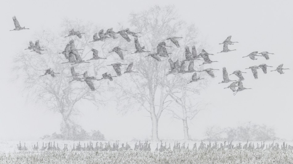 meczata - Zima z żurawiami. Pierwszy w tym roku atak zimy. Listopadowy, trzydniowy ;). Zdjęcie 337699