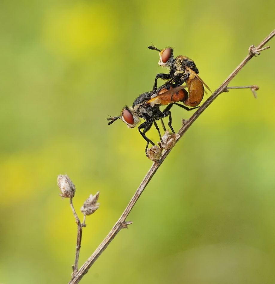 keni - Zbójniczki (Gymnosoma spp). PE proszę. Zdjęcie 333124