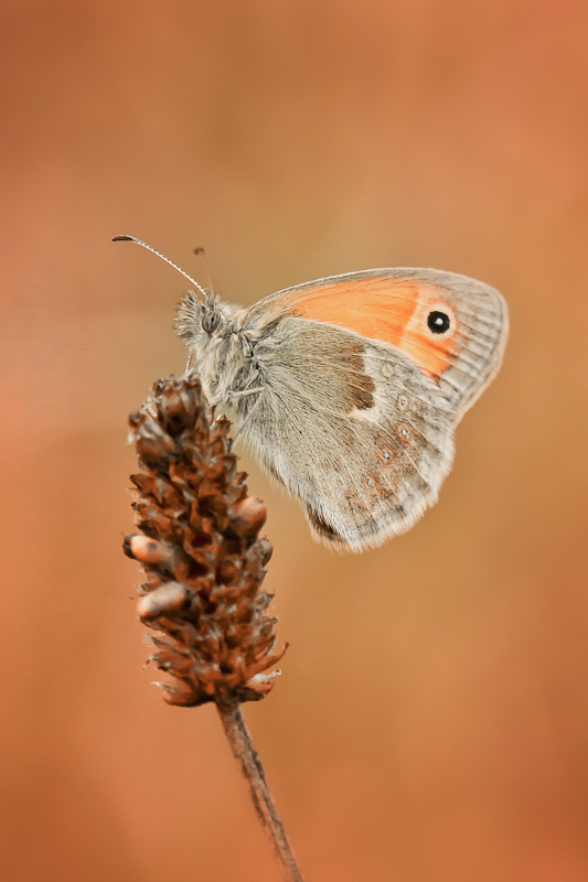 elwisek88 - motyl. . Zdjęcie 127242