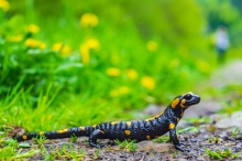 Salamandra plamista