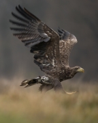 Haliaeetus albicilla