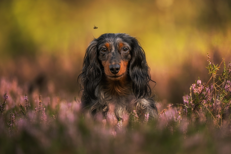 darek_d - Lucek i mucha. . Zdjęcie 326681