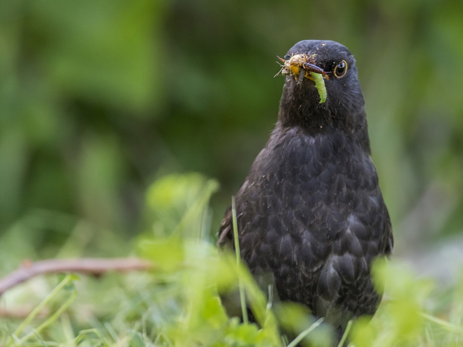 aratta - Kos (Turdus merula).. . Zdjęcie 326467