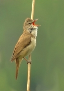 Solówka