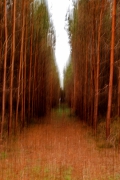 ICM