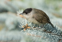 Sylvia atricapilla