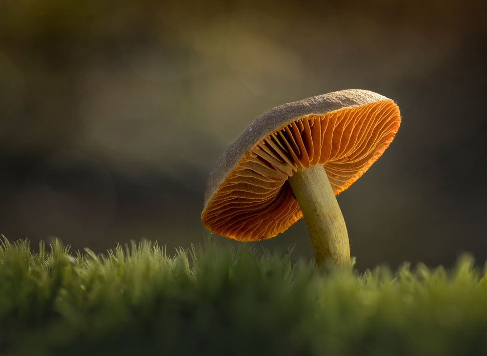 hubros - Fungus. . Zdjęcie 328145