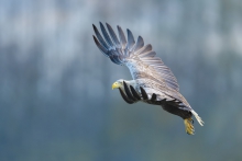 Bielik, White-tailed Ea...