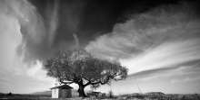 The Old Birch
