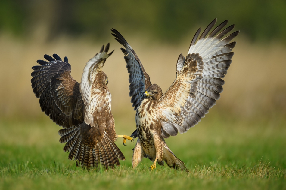 raftik - Myszołowy, Common Buzzard (Buteo buteo) ... 2020r. . Zdjęcie 277258