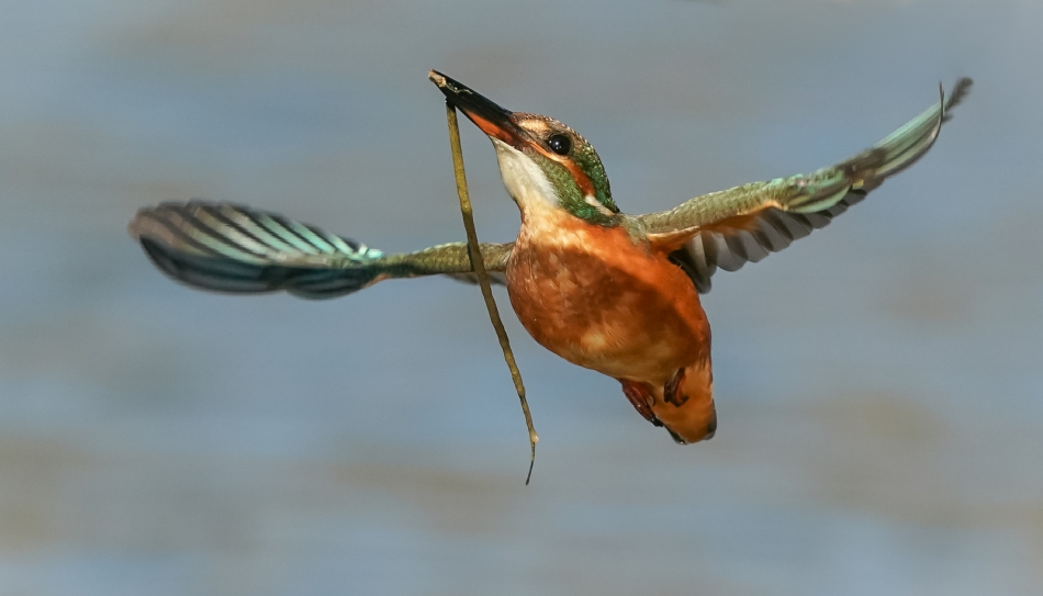 amigamedia - Piękna panna.  Zimorodek - Alcedo atthis Przyroda naszego regionu - Gorzyce. Sony ILCE-9+Sony SEL200600G FE 200-600mm f/5.6-6.3 G OSS Przysłona: f/6,3; Czas ekspozycji: 1/4000 s; ISO: 1250; Ogniskowa: 600 mm.. Zdjęcie 308431