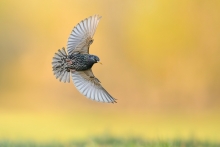Szpak, Common Starling ...