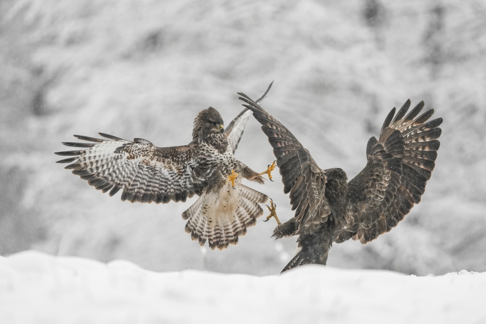 amigamedia - Zimą trzeba się ruszać. Myszołów (Buteo buteo ) Przyroda naszego regionu - Bełsznica Wieś . Zdjęcie 320945