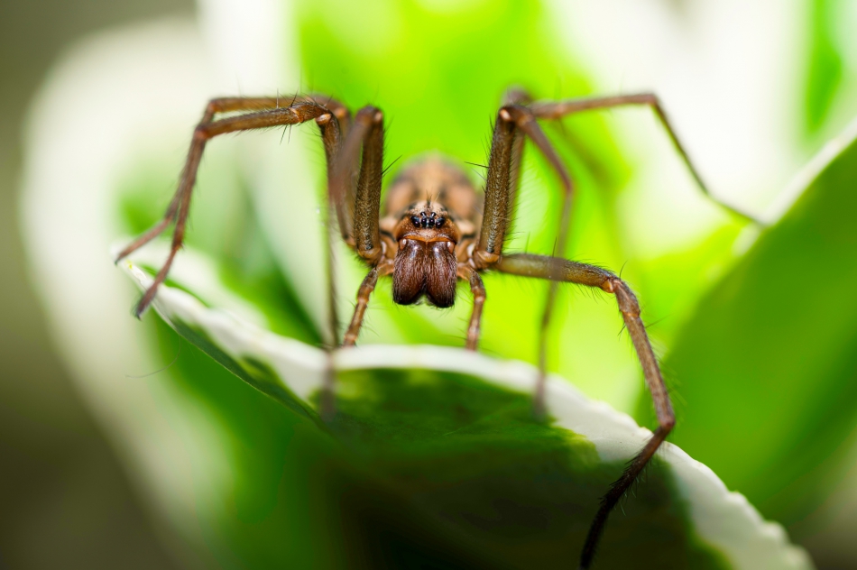 corkman - Eratigena atrica - Giant House Spider. ponownie wrzucone do krytyki - zdjęcie trochę poprawione zgodnie ze wskazówkami jaggera :) -  (rozjaśnione i lekko podniesiona saturacja). z uciętą nogą niestety nic nie mogę zrobić.. Zdjęcie 318639