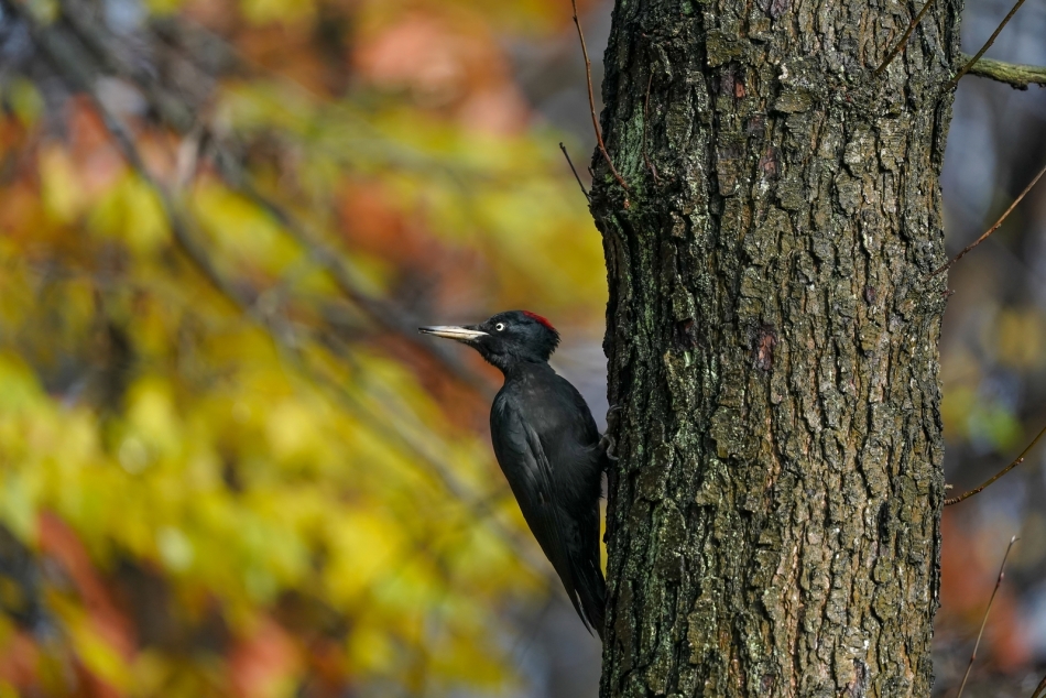 amigamedia - Jesienne pozowanie. Dzięcioł czarny (Dryocopus martius) Przyroda naszego regionu - Bełsznica Wieś Sony ILCE-9+Sony SEL200600G FE 200-600mm f/5.6-6.3 G OSS. Przysłona: f/6,3; Czas ekspozycji: 1/800 s; ISO: 1600; Ogniskowa: 600 mm.. Zdjęcie 320021