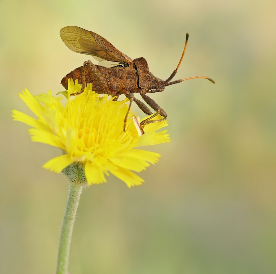 keni - Wtyk straszyk (Coreus marginatus). . Zdjęcie 323334