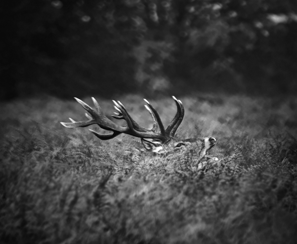 Camouflage. PE. Zdjęcie 319302