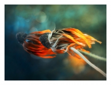 Meduzy 