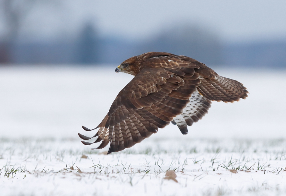 hubros - Lotnik. Buteo buteo. Zdjęcie 283196
