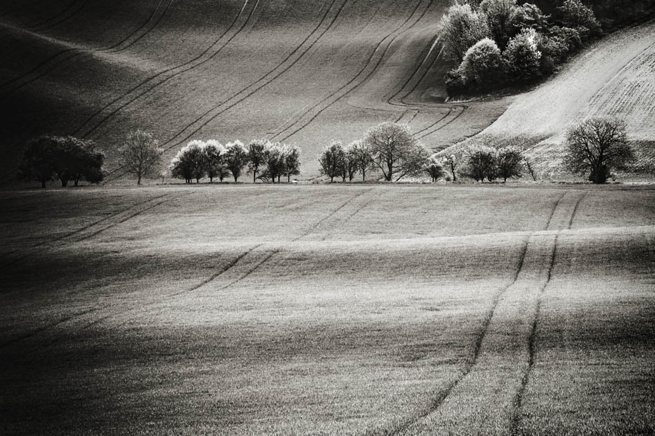 dariusz_langrzyk - Polne pieśni. . Zdjęcie 154301