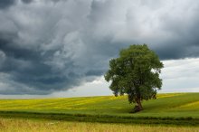 Samotnik