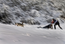 Mushing
