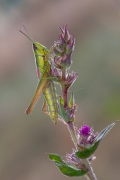Złotawek złotawiec