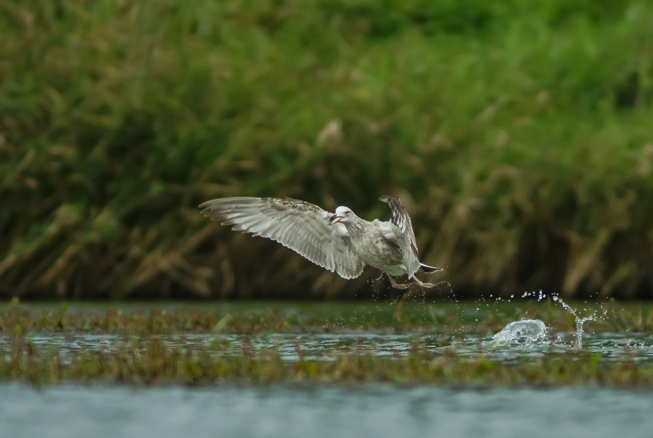 amigamedia - Udane łowy. Mewa srebrzysta (Larus argentatus). Zdjęcie 277286