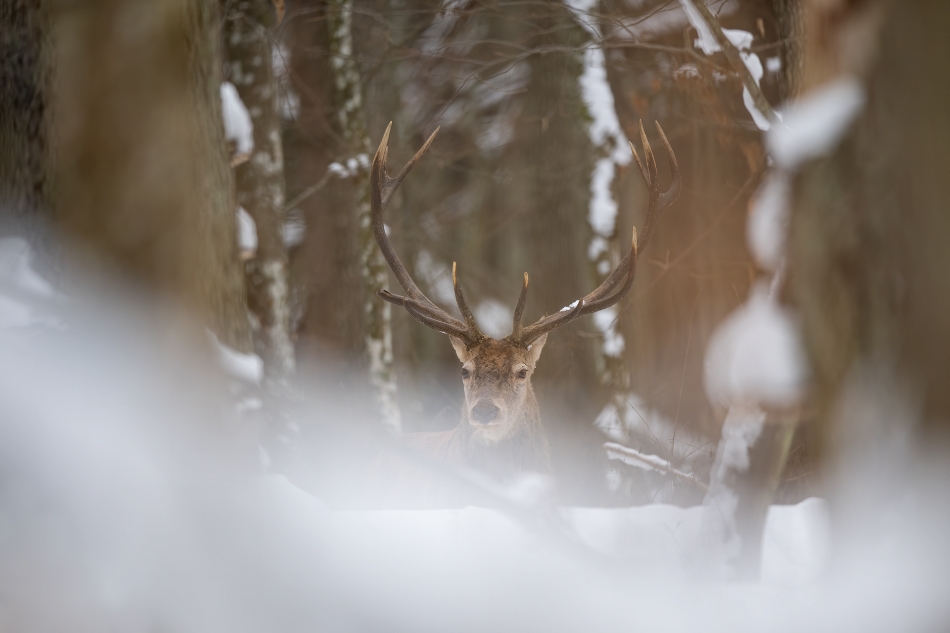 darek_d - Białowieża dzisiaj. . Zdjęcie 320478