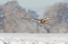 Buteo lagopus