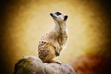 Timon