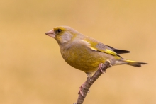 dzwoniec (Chloris chloris)