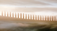 Cypress in the Mist