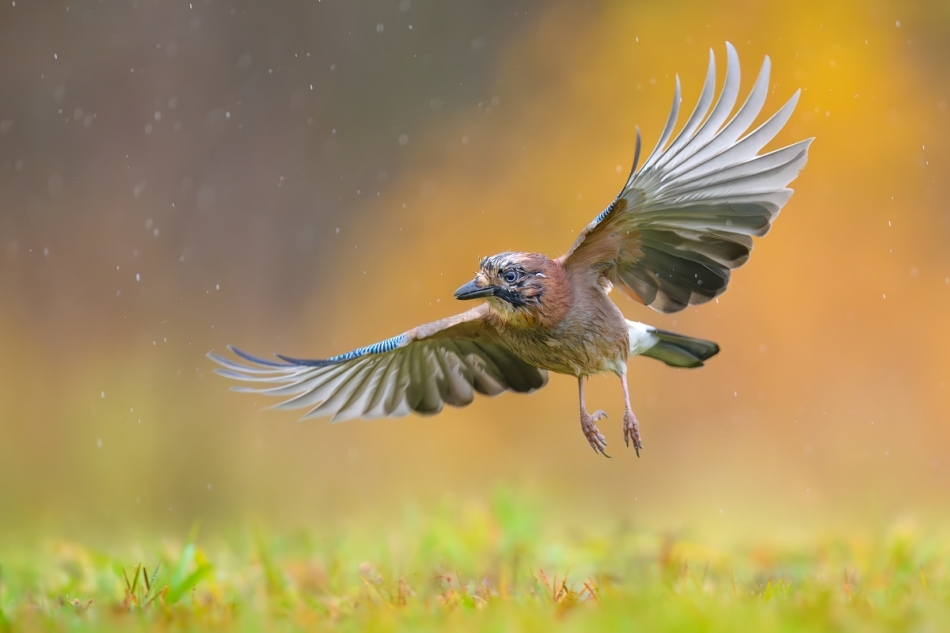 raftik - Sójka w deszczu, Eurasian Jay (Garrulus glandarius) ... . . Zdjęcie 321490