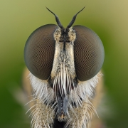 Robber Fly