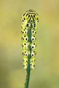 Zafrasowana