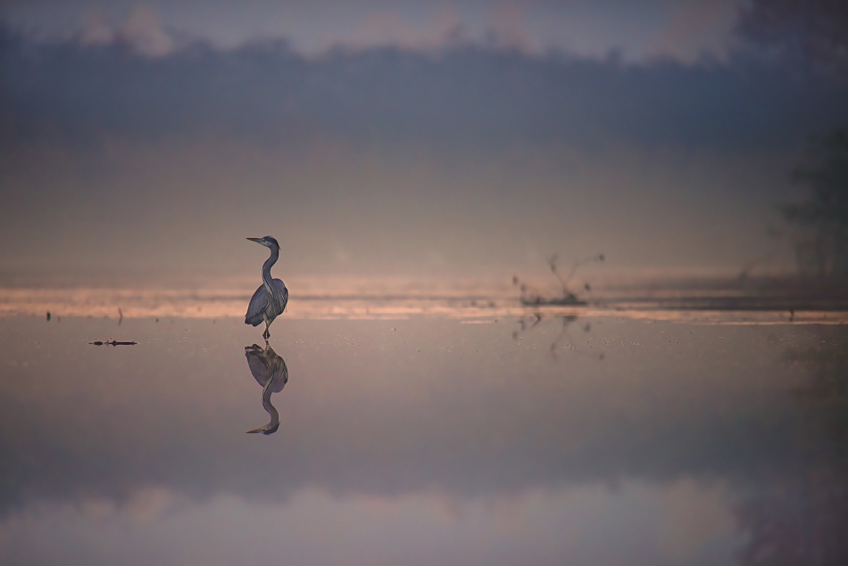 siwa o poranku. . Zdjęcie 336817