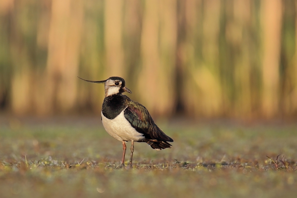 gryzli - .  czajka pospolita (Vanellus vanellus)   PE. Zdjęcie 257013