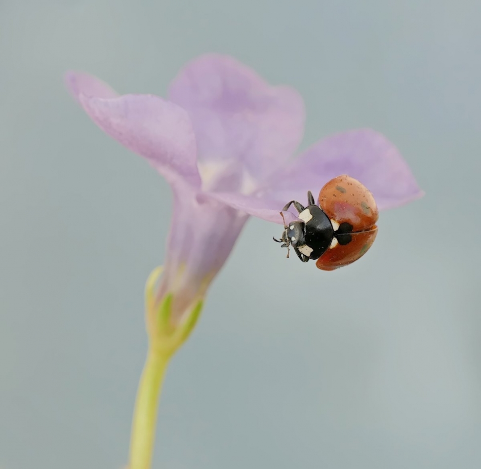 keni - Biedronka siedmiokropka. . Zdjęcie 332213