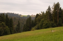 Owieczki