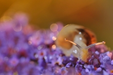purple rain